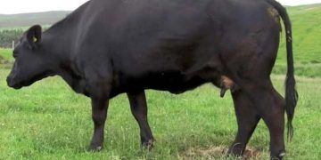 Doğumdan Önce Mastitisli Gebe Düvelerin Tedavisi