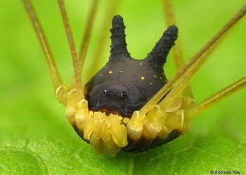 Eklembacaklı Neden Köpek Kafasına Sahip?