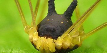 Eklembacaklı Neden Köpek Kafasına Sahip?