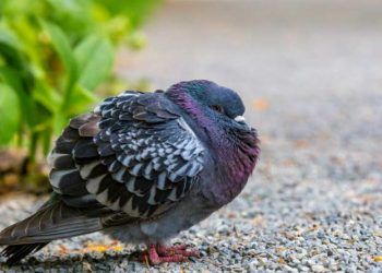 Evcil Kuşlarda Septisemi