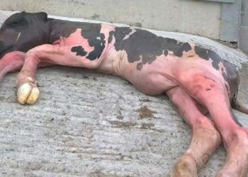 İneğim Düşük Yaptı Ne Yapacağım!!!