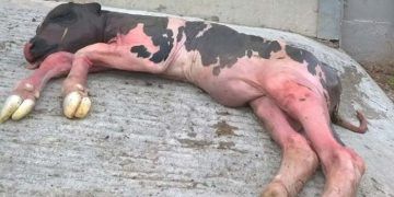 İneğim Düşük Yaptı Ne Yapacağım!!!