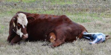 İneklerde Doğum Sürecinin Yönetimi