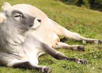 İneklerde Güç Doğum Oranını Azaltmak İçin Nelere Dikkat Edilmelidir?