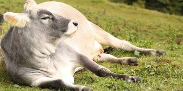 İneklerde Güç Doğum Oranını Azaltmak İçin Nelere Dikkat Edilmelidir?