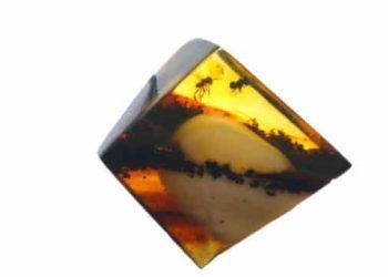 Kan emen sinekler 100 milyon yıldır sıtma yayıyor