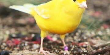 Kanarya Sahiplenme Rehberi