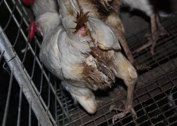 Kanatlılarda Paratifo Enfeksiyonları