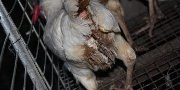 Kanatlılarda Paratifo Enfeksiyonları