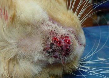 Kedilerde Akne (Sivilce)