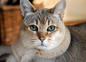 Kedilerde Lösemi (FeLV)