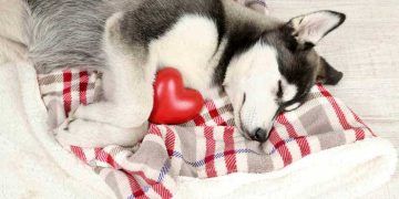 Köpeklerde hayatı tehdit eden kalp aritmilerini tedavi etmek için yeni yöntem