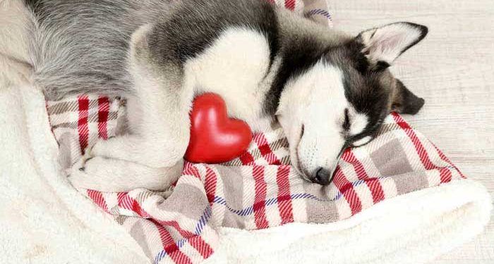 Köpeklerde hayatı tehdit eden kalp aritmilerini tedavi etmek için yeni yöntem