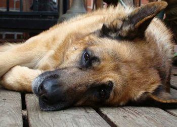 Köpeklerde İdiyopatik Epilepsi Nöbetleri
