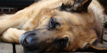 Köpeklerde İdiyopatik Epilepsi Nöbetleri