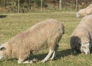 Koyunlarda Topallık