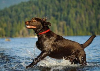 Labrador Retriever Köpek Irkı