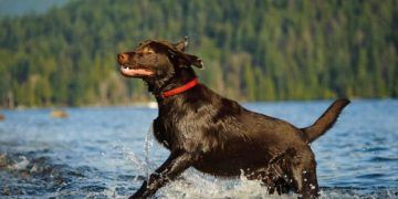 Labrador Retriever Köpek Irkı