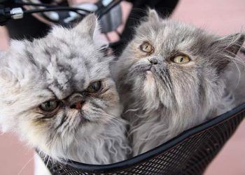 Latte ve Duman'ın bisiklet keyfi