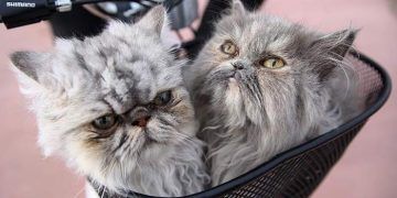 Latte ve Duman'ın bisiklet keyfi