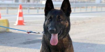 Odin hassas burnuyla tarihe geçti