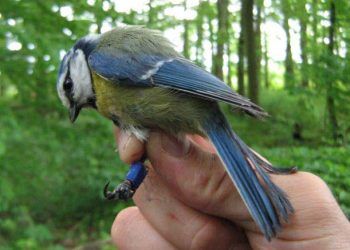 Sıcak Hava Dalgası Yazları Hayvanları Etkileyecek
