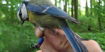 Sıcak Hava Dalgası Yazları Hayvanları Etkileyecek