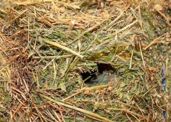 Yemlerin Fiziksel Muayenesi Nedir?