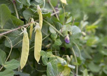 Yemlik Bezelye Otu Nedir?