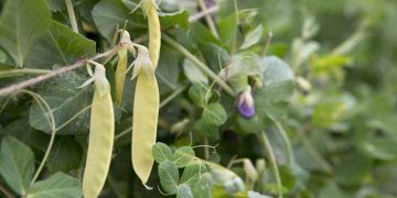 Yemlik Bezelye Otu Nedir?