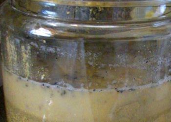 Yemlik Fermentler Nedir?