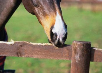 Yemlik Isırma Nedir?