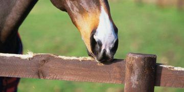 Yemlik Isırma Nedir?