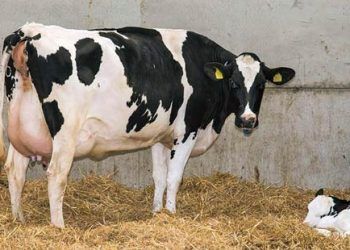 Yeni Doğurmuş İnek Nedir?