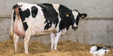 Yeni Doğurmuş İnek Nedir?