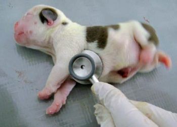 Yenidoğan Mastitisi Nedir?