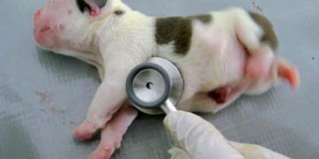 Yenidoğan Mastitisi Nedir?