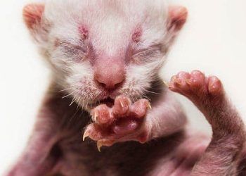 Yenidoğan Oftalmisi Nedir?