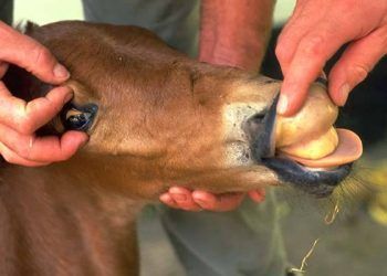 Yenidoğan Tayların Hemolitik Anemisi Nedir?