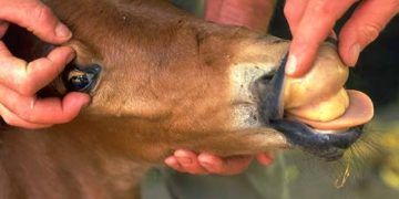 Yenidoğan Tayların Hemolitik Anemisi Nedir?