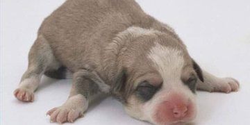 Yenidoğanlarda Streptokok Septisemisi Nedir?