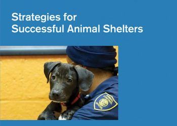 Başarılı Hayvan Barınakları İçin Stratejiler