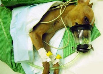 Açık Damlatma Yöntemi Nedir?