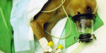 Açık Damlatma Yöntemi Nedir?