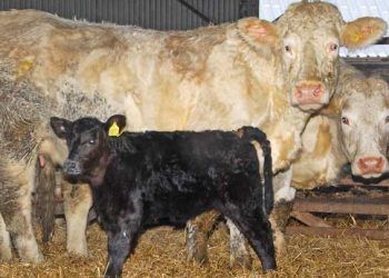 Bovine Viral Diyare Fertiliteyi Etkiler Mi?