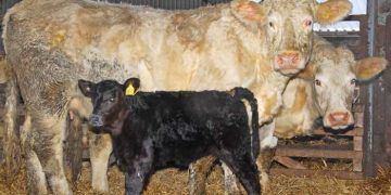 Bovine Viral Diyare Fertiliteyi Etkiler Mi?