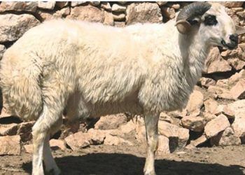 Dağlıç Koyun Irkı