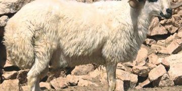 Dağlıç Koyun Irkı