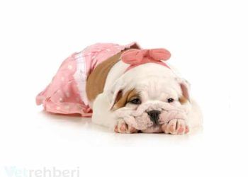 Dişi Köpeklerde Kızgınlığın Baskılanması