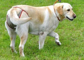 Dişi Köpeklerde Kızgınlığın Ertelenmesi Nasıl Yapılır?